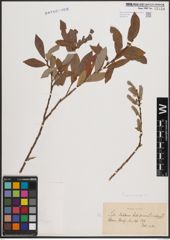 Foto von Salix cinerea L. x Salix purpurea L.